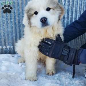 Harley, Great Pyrenees Puppy
