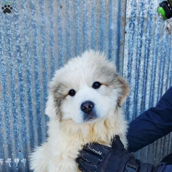 Harley, Great Pyrenees Puppy