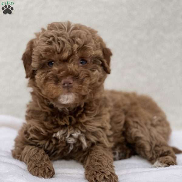 Sheena, Mini Goldendoodle Puppy