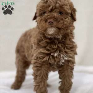 Sheena, Mini Goldendoodle Puppy