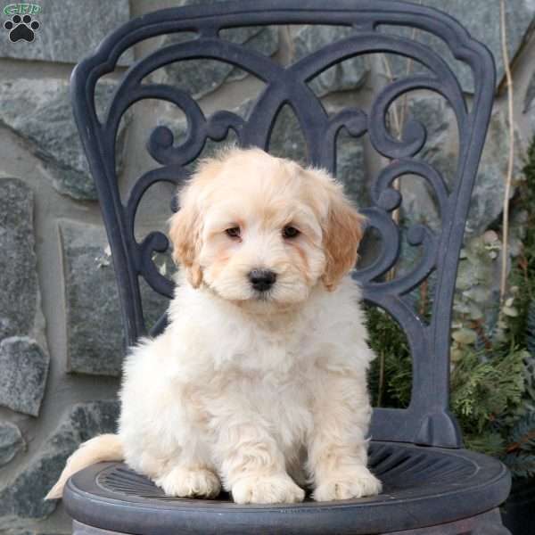 Sheldon, Mini Goldendoodle Puppy