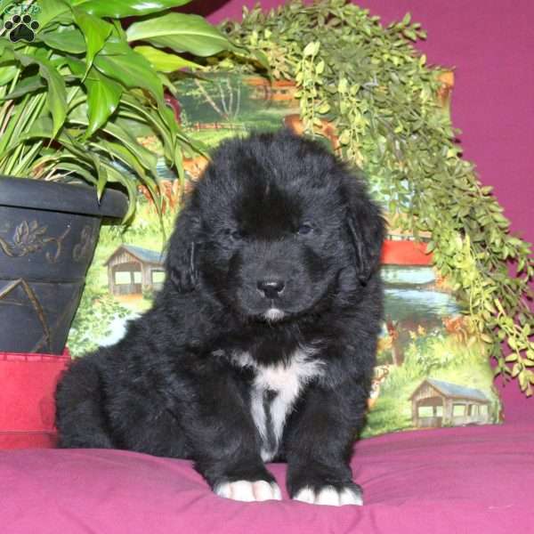 Sheldon, Newfoundland Puppy