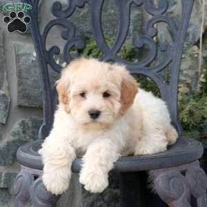 Sheldon, Mini Goldendoodle Puppy