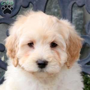 Sheldon, Mini Goldendoodle Puppy