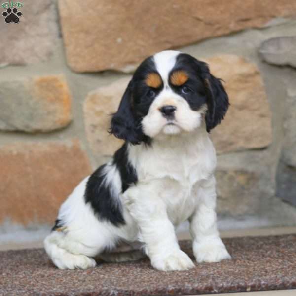 Shelly, Cocker Spaniel Puppy