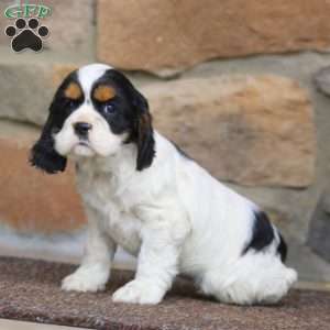 Shelly, Cocker Spaniel Puppy