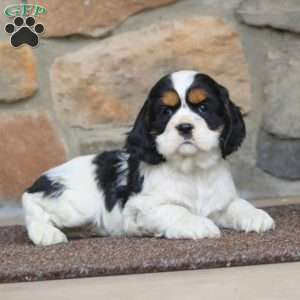 Shelly, Cocker Spaniel Puppy