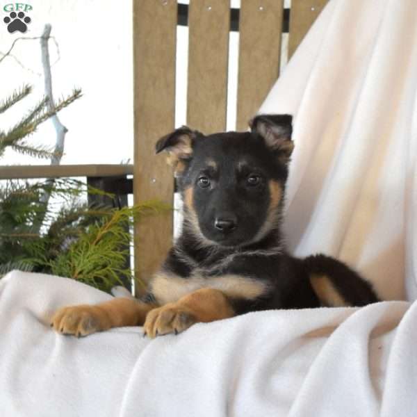 Sheriff, German Shepherd Puppy