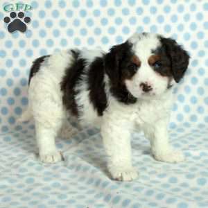 Shiloh, Mini Bernedoodle Puppy