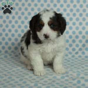 Shiloh, Mini Bernedoodle Puppy