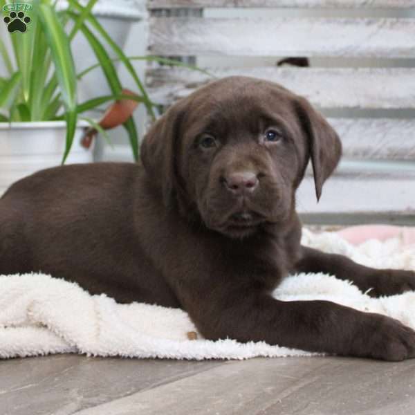 Shiloh, Chocolate Labrador Retriever Puppy