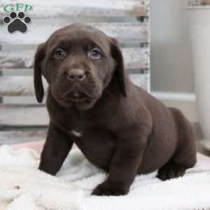 Shiloh, Chocolate Labrador Retriever Puppy