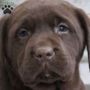 Shiloh, Chocolate Labrador Retriever Puppy