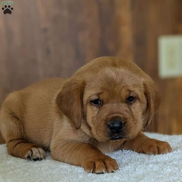 Shyla, Fox Red Labrador Retriever Puppy