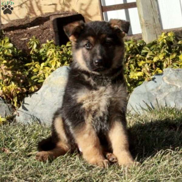 Sidney, German Shepherd Puppy