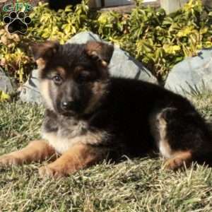 Sidney, German Shepherd Puppy