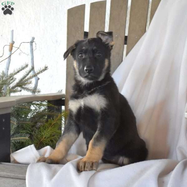 Sierra, German Shepherd Puppy