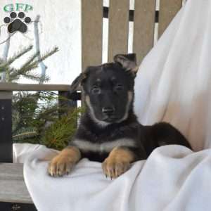 Sierra, German Shepherd Puppy