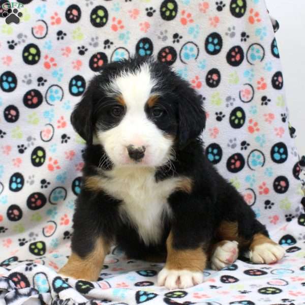 Silas, Bernese Mountain Dog Puppy