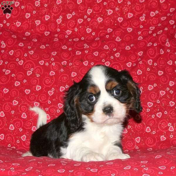 Silas, Cavalier King Charles Spaniel Puppy