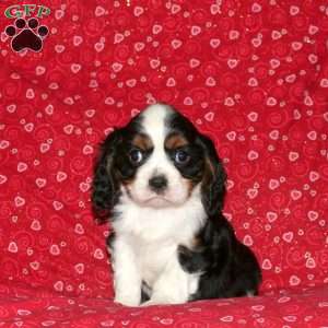 Silas, Cavalier King Charles Spaniel Puppy