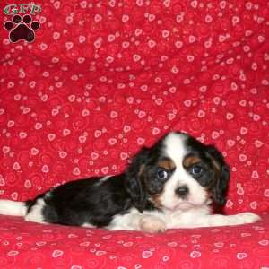 Silas, Cavalier King Charles Spaniel Puppy