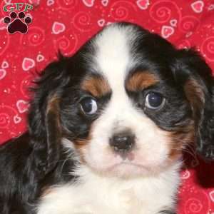 Silas, Cavalier King Charles Spaniel Puppy