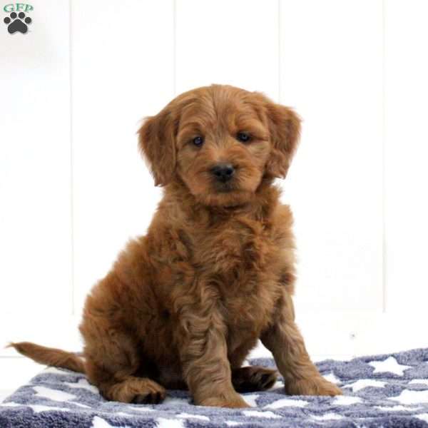 Silas, Mini Goldendoodle Puppy