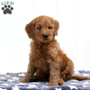 Silas, Mini Goldendoodle Puppy