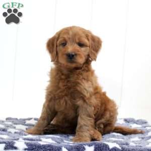 Silas, Mini Goldendoodle Puppy