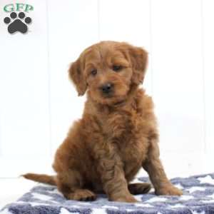 Silas, Mini Goldendoodle Puppy