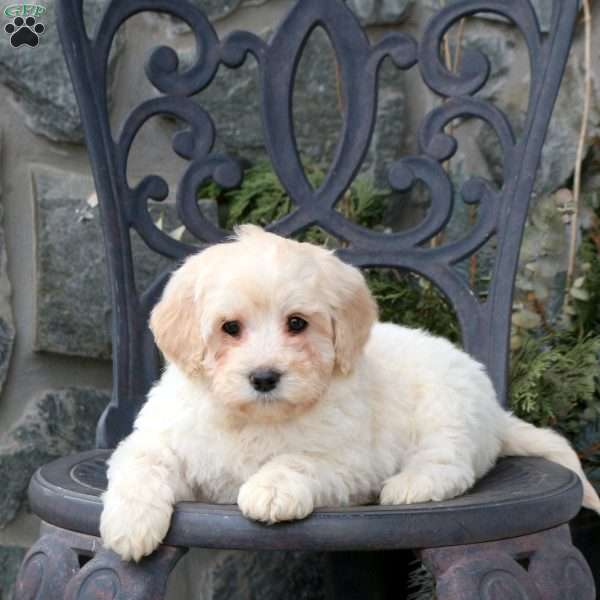 Silly, Mini Goldendoodle Puppy