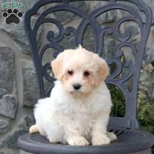 Silly, Mini Goldendoodle Puppy