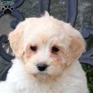 Silly, Mini Goldendoodle Puppy