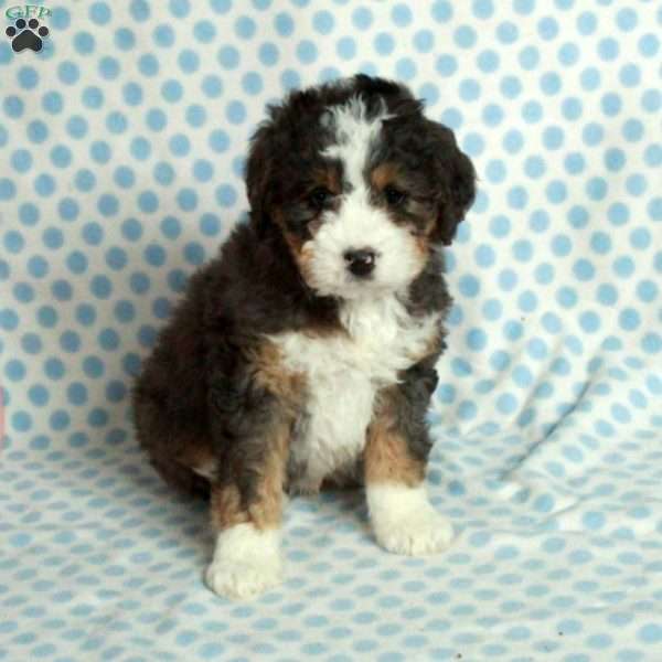 Silo, Mini Bernedoodle Puppy