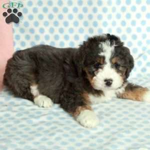 Silo, Mini Bernedoodle Puppy