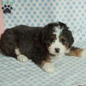 Silo, Mini Bernedoodle Puppy