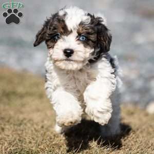 Simba, Cavapoo Puppy