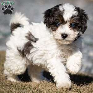 Simba, Cavapoo Puppy