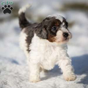 Simba, Cavapoo Puppy