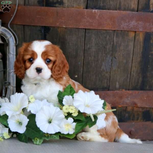 Simba, Cavalier King Charles Spaniel Puppy