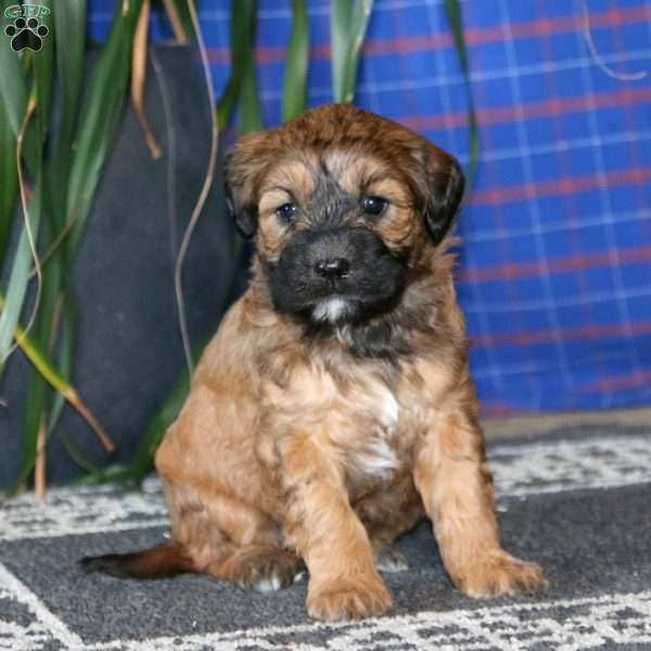 Simba, Goldendoodle Puppy