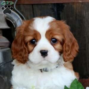 Simba, Cavalier King Charles Spaniel Puppy