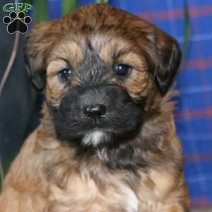 Simba, Goldendoodle Puppy