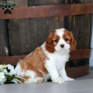 Simba, Cavalier King Charles Spaniel Puppy