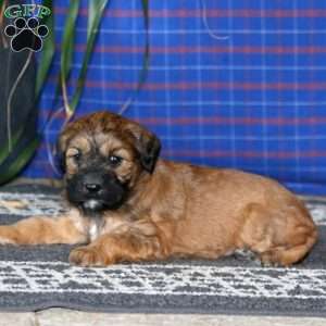 Simba, Goldendoodle Puppy