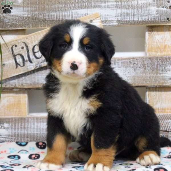 Simon, Bernese Mountain Dog Puppy