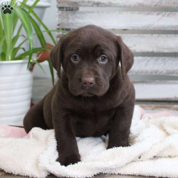 Simon, Chocolate Labrador Retriever Puppy