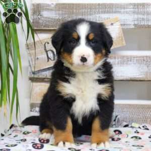 Simon, Bernese Mountain Dog Puppy