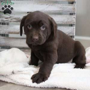 Simon, Chocolate Labrador Retriever Puppy